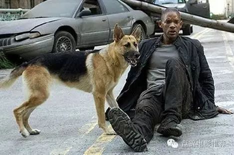 消防犬 电影_消防狗的电影叫什么名字_电影消防犬的主要内容