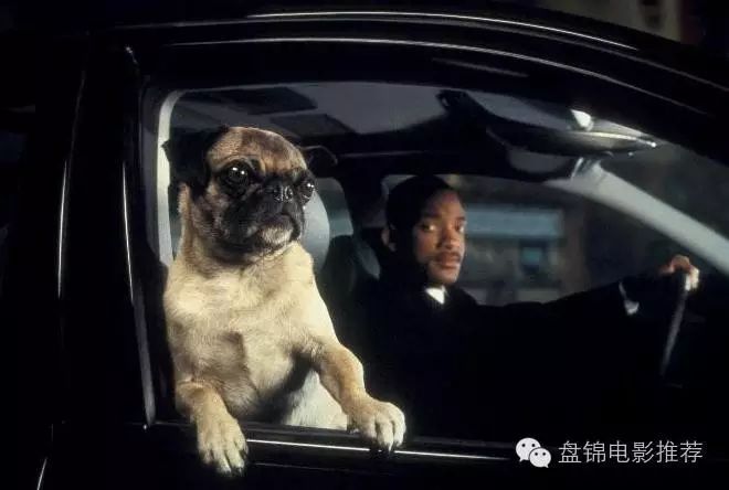 消防犬 电影_消防狗的电影叫什么名字_电影消防犬的主要内容