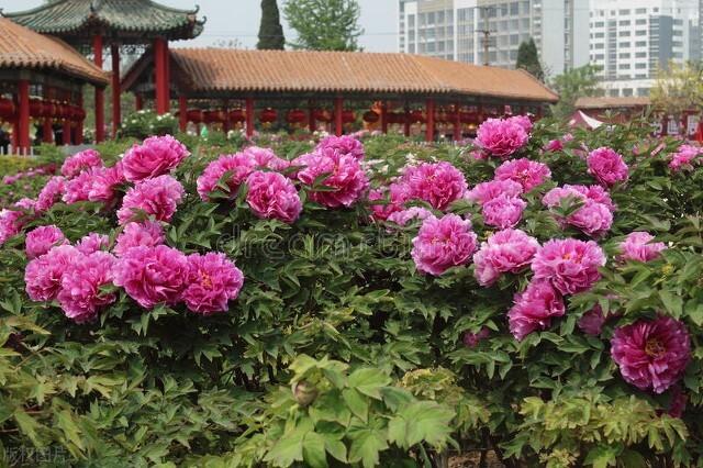 菏泽一中老师编制名单_菏泽一中老师学历_菏泽一中教师工资